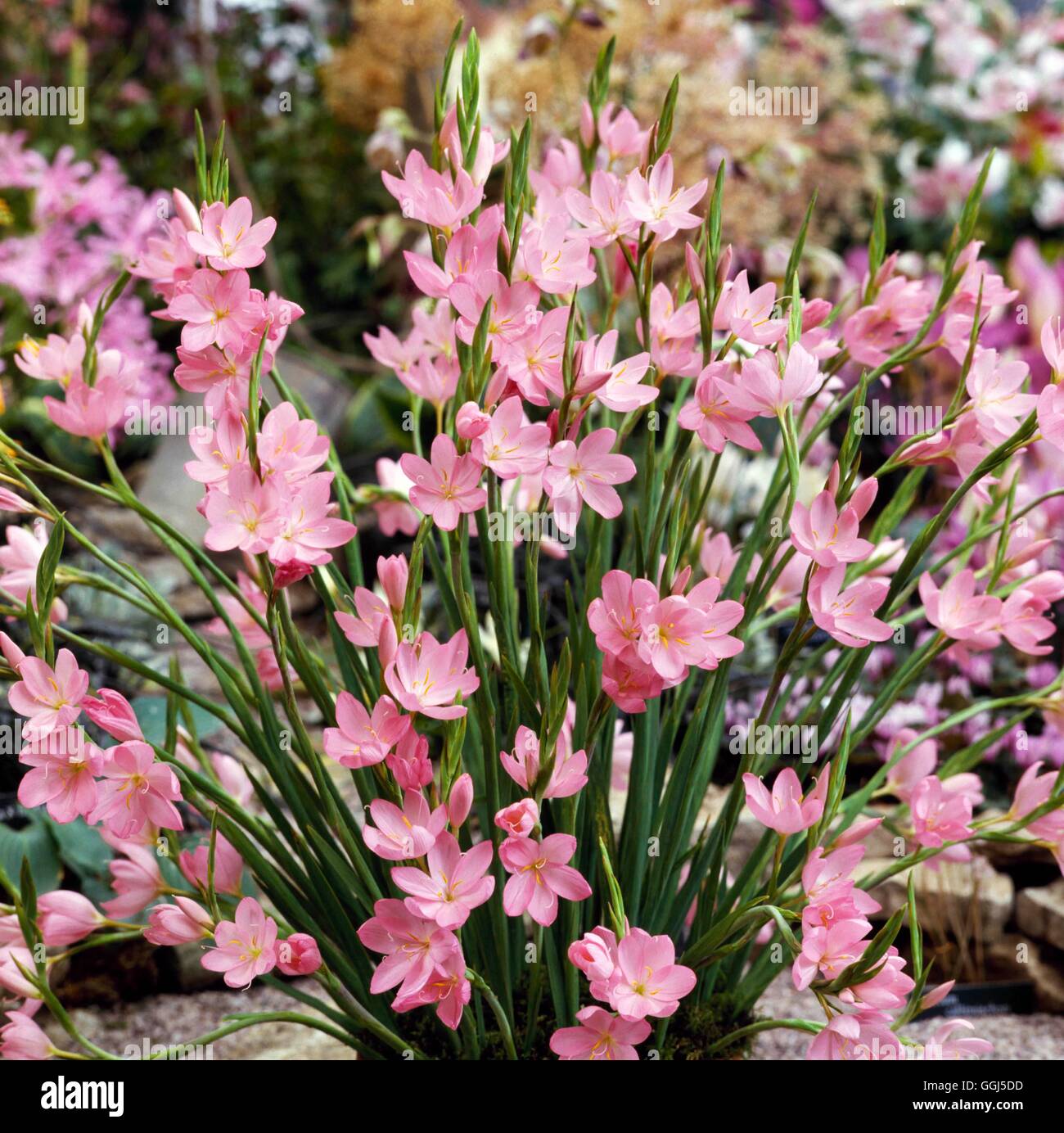 Schizostylis coccinea - `Jennifer'   BUL069487 Stock Photo